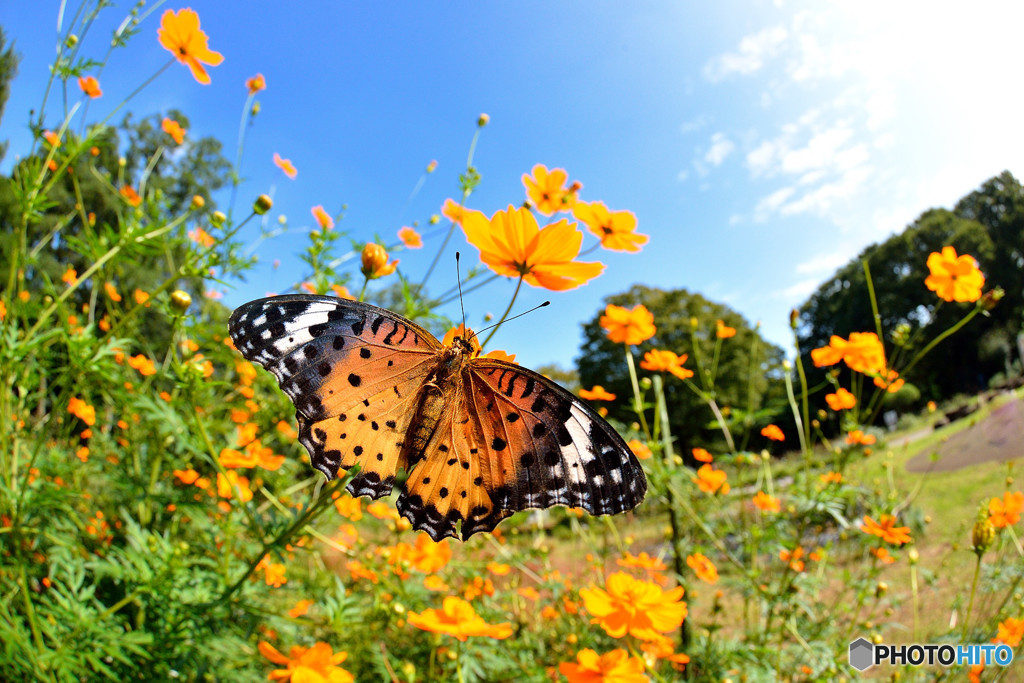 キバナコスモス畑のツマグロヒョウモン