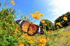 キバナコスモス畑のツマグロヒョウモン