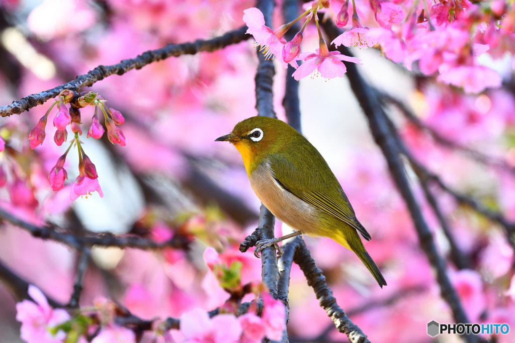 春本番