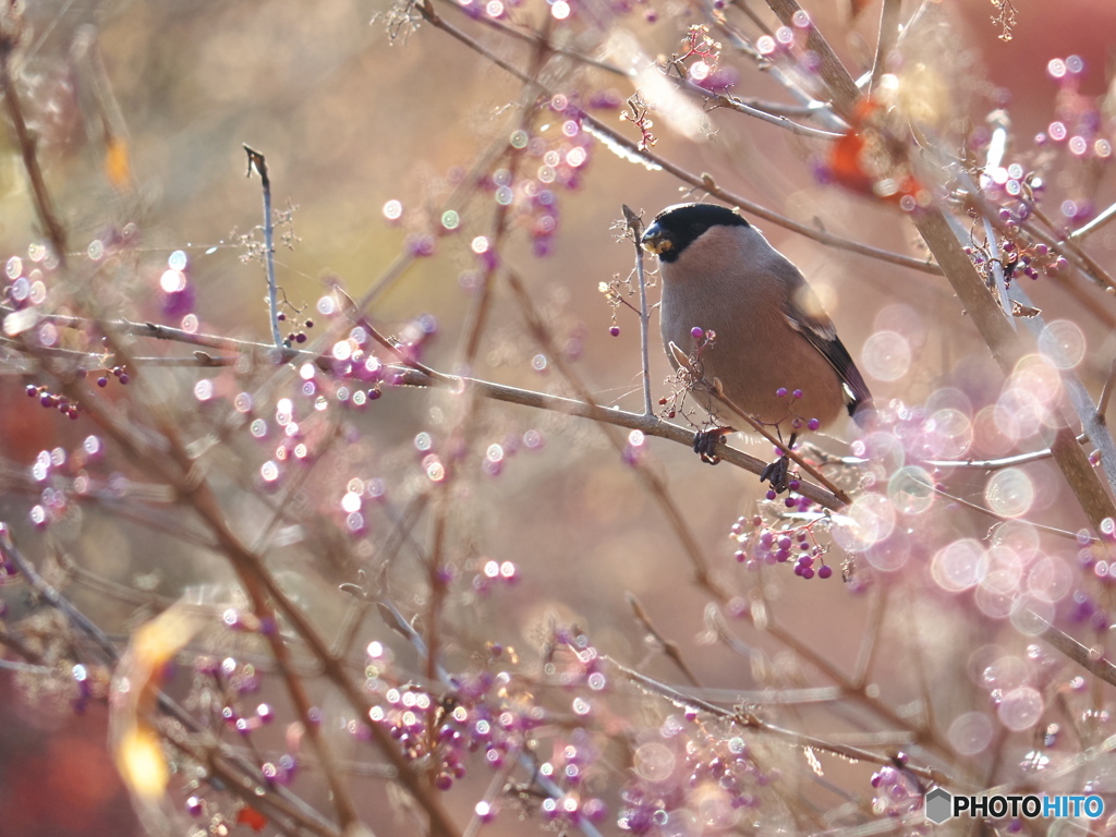 陽だまりの中で