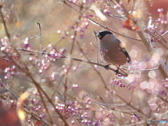 陽だまりの中で