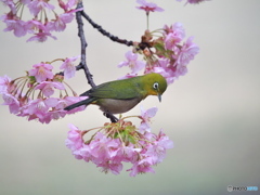 春の息吹