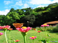 公園のイチモンジセセリ