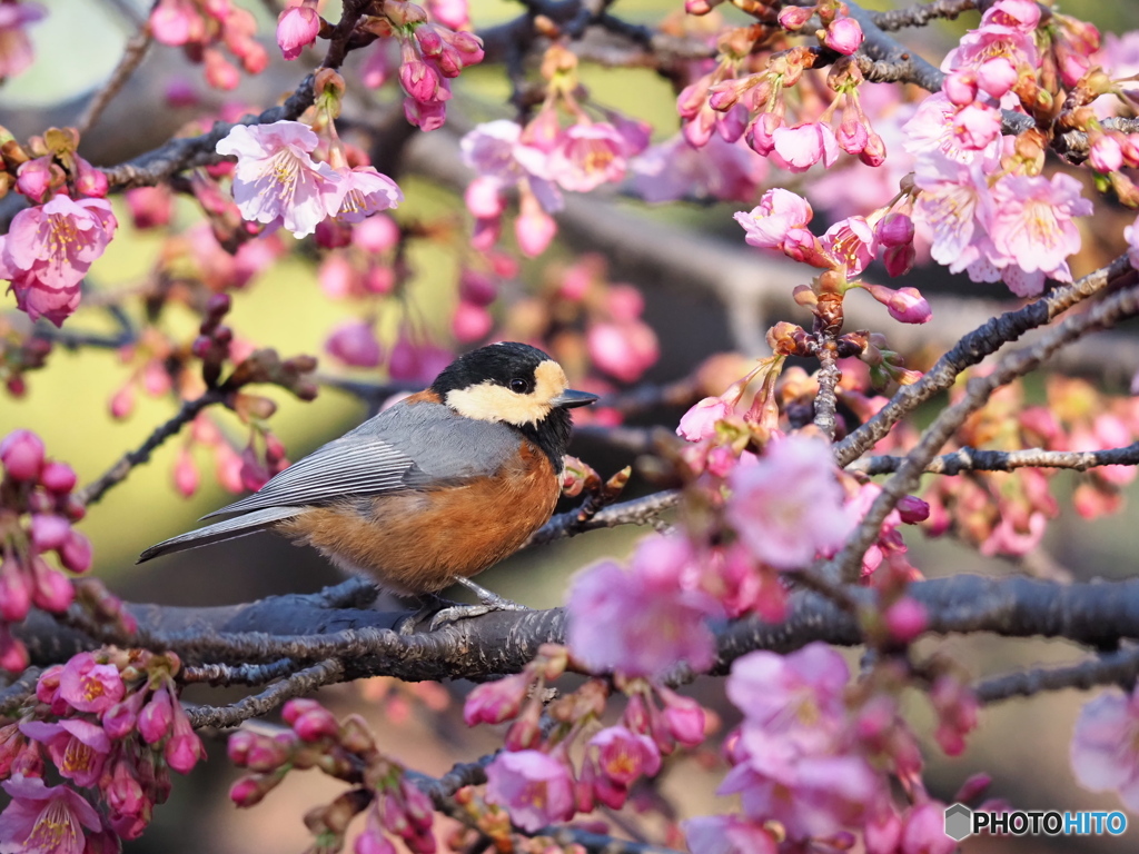春の息吹