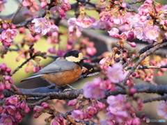 春の息吹