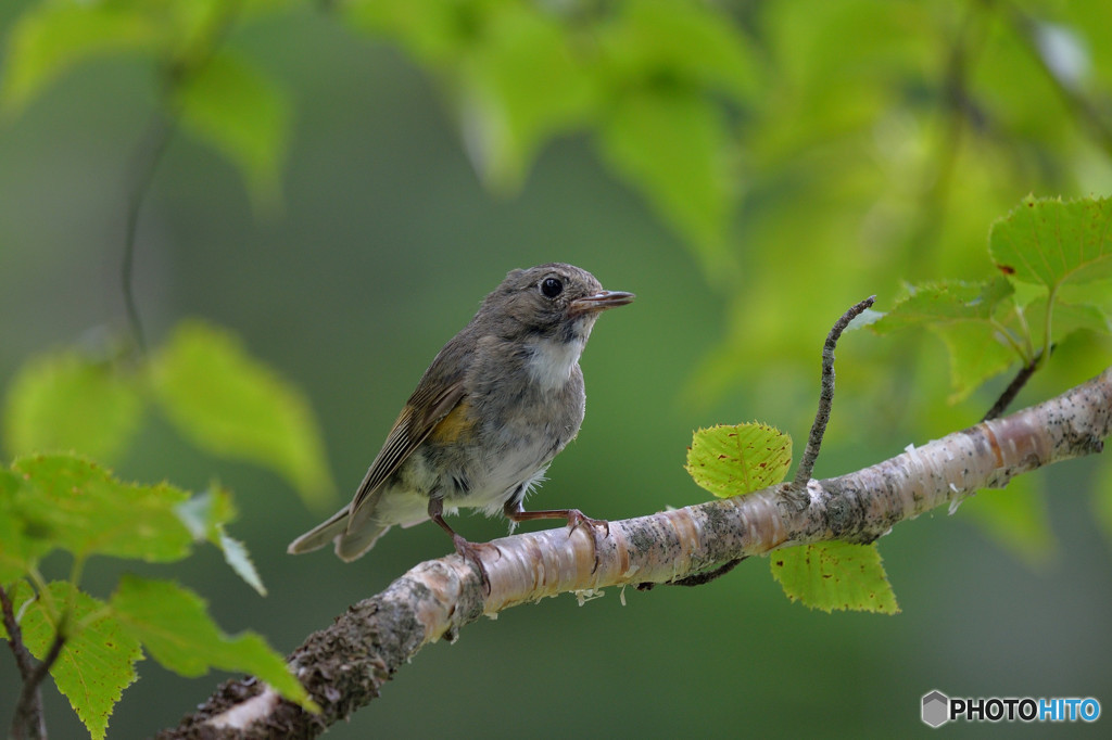 せせらぎを聴きながら