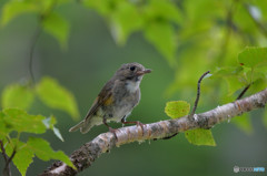 せせらぎを聴きながら