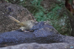 水場のウグイス