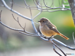 春めく
