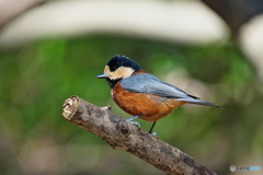 元気なヤマちゃん