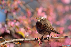 河津桜にツグミ