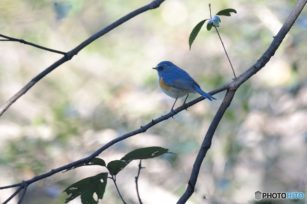 枝のりルリビタキ　　