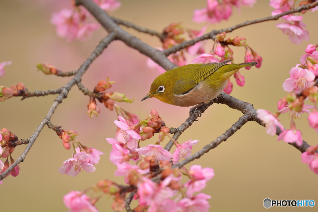 春が来た！