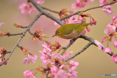 春が来た！