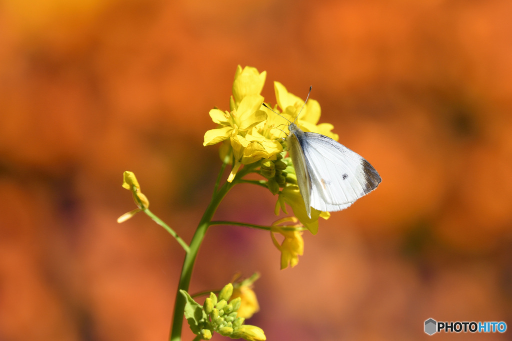 菜の花にモンシロチョウ