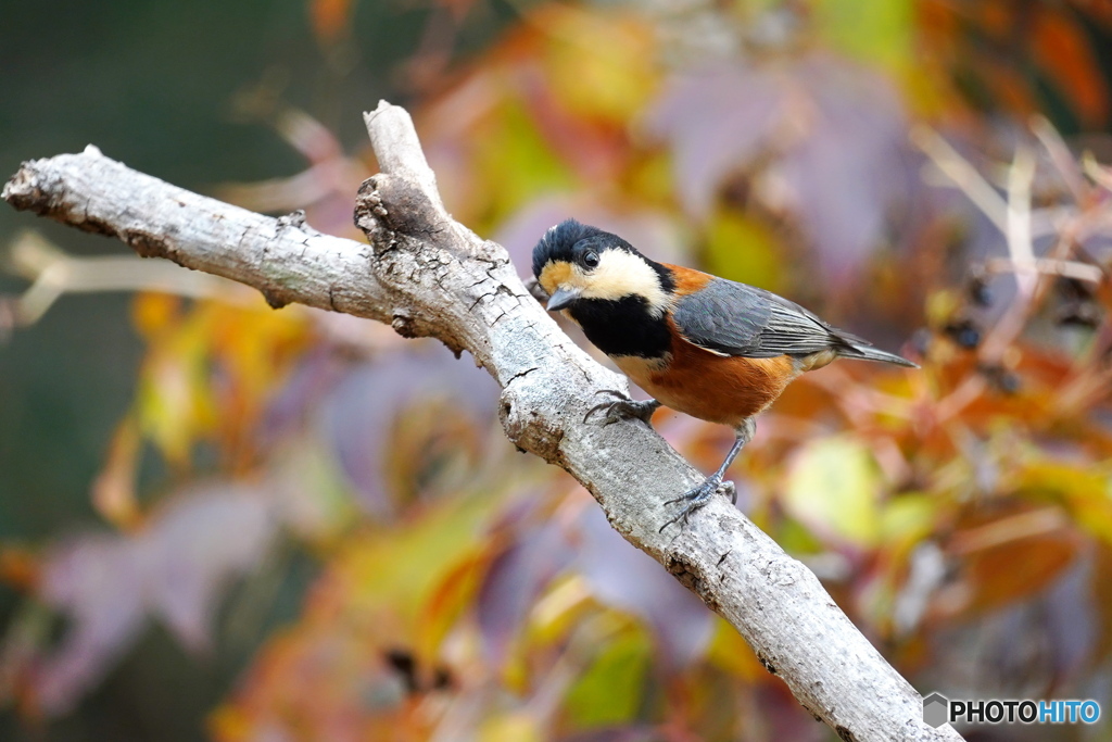 紅葉をバックに