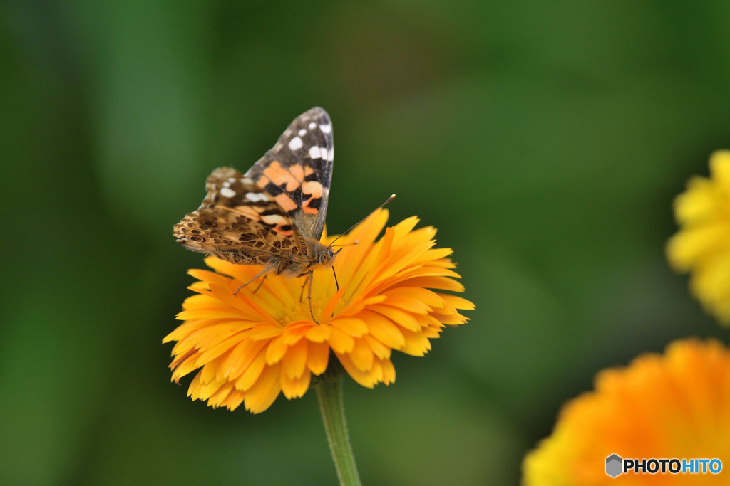 キンセンカにて