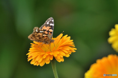 キンセンカにて