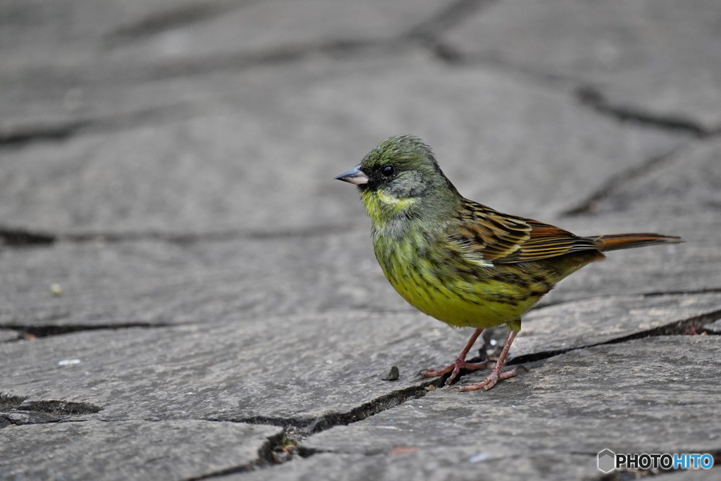 暗い所がお好き