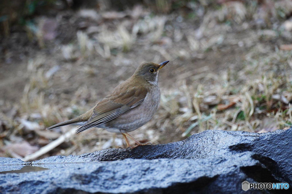 水場のシロハラさん