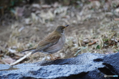 水場のシロハラさん