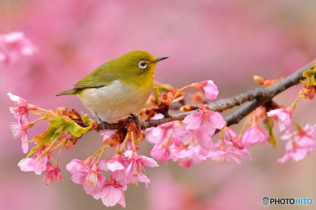 春本番