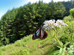 夏の高原で