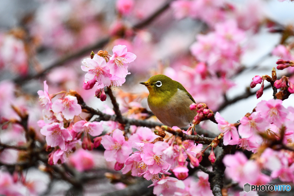 春浅し