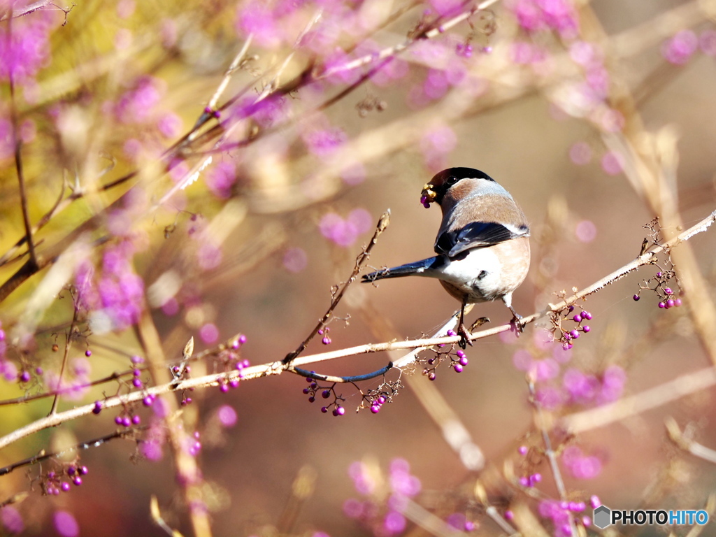 晩秋の穏やかな日
