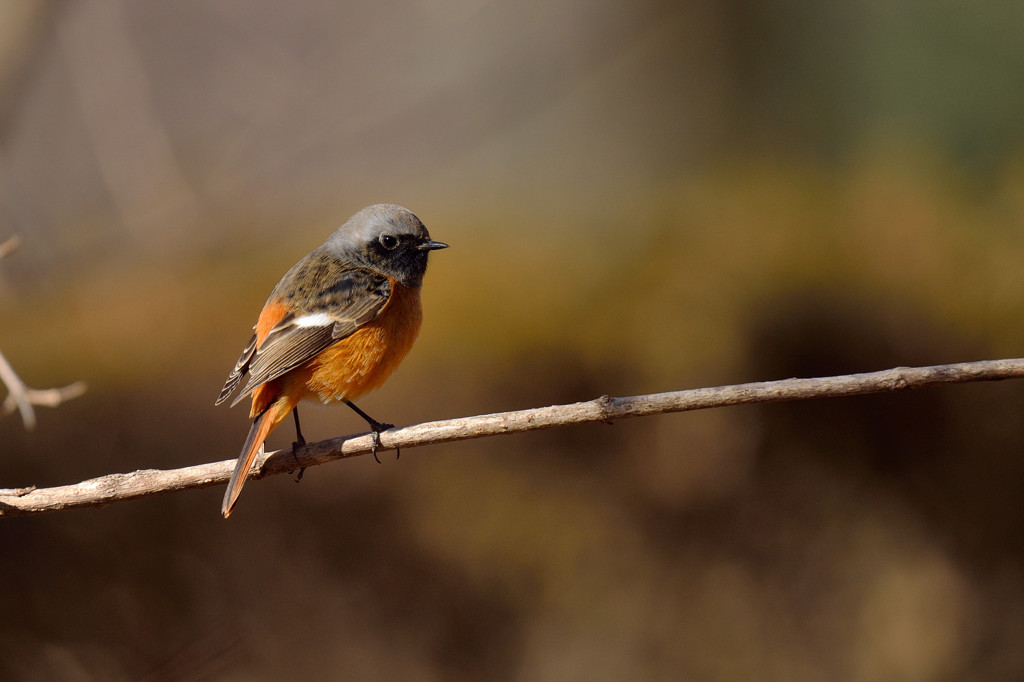 オレンジ色の貴公子