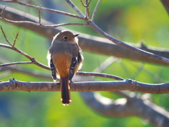 春の兆し
