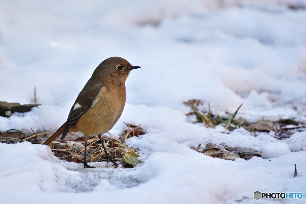 雪上のジョビ子さん