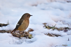 雪上のジョビ子さん
