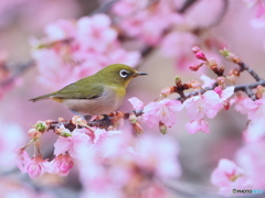 はるうらら