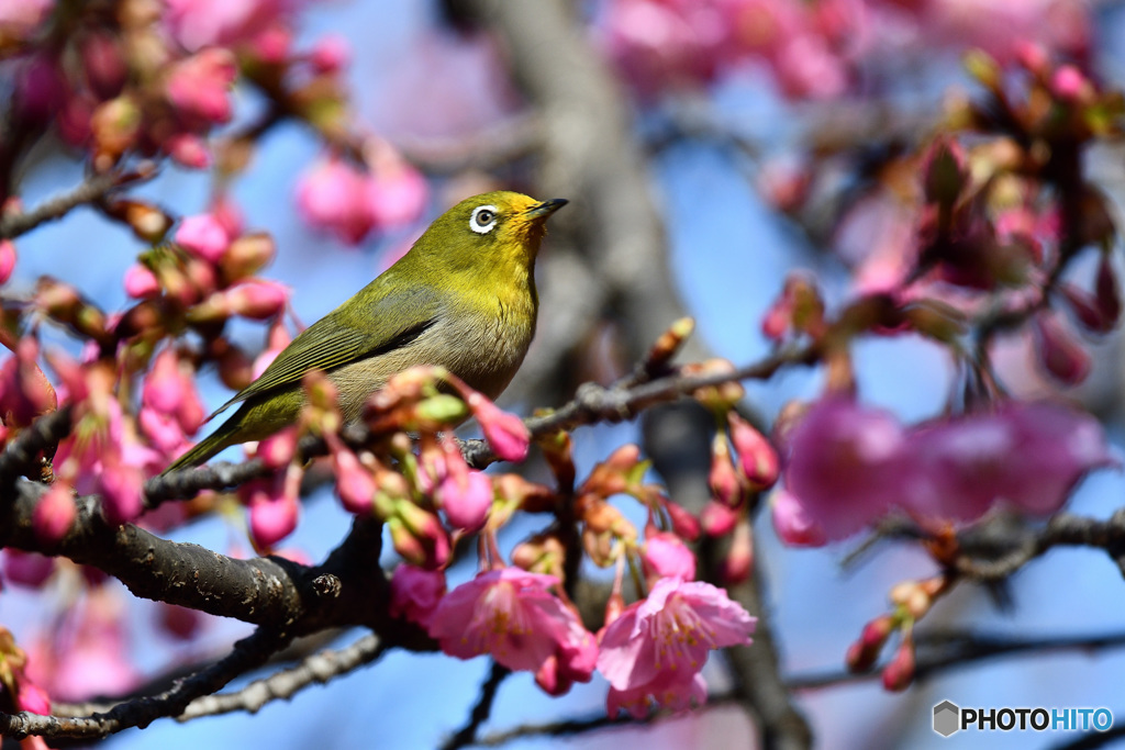 河津桜にメジロ