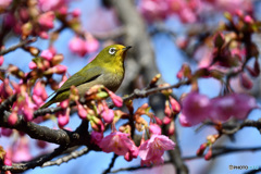 河津桜にメジロ