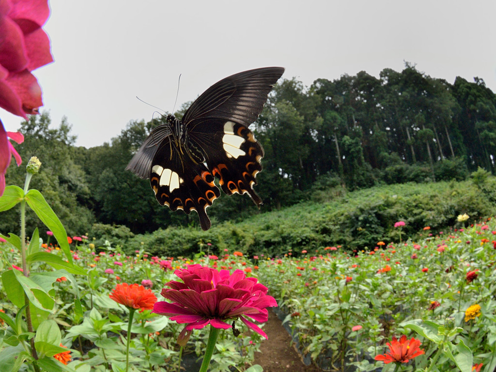 モンキアゲハの飛翔