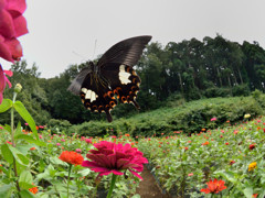 モンキアゲハの飛翔