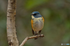 森のルリビタキ