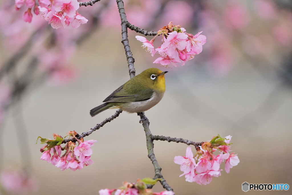 春の風物詩