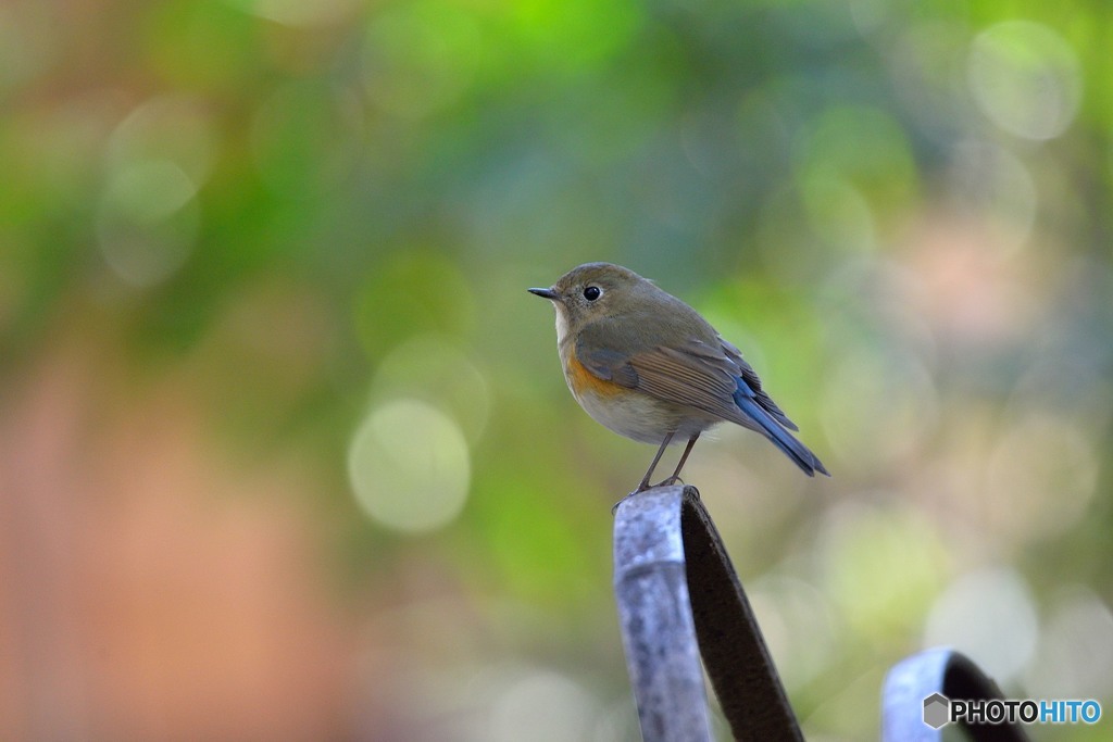 木漏れ日の中で