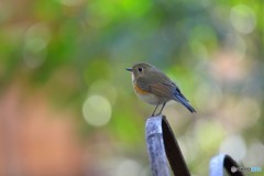 木漏れ日の中で