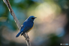 木漏れ日を浴びて