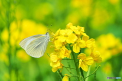 菜の花にモンシロチョウ