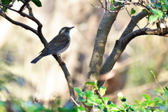 ヒサカキにシロハラ