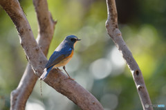 木漏れ日の中で