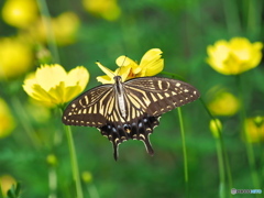 キバナコスモスとアゲハチョウ