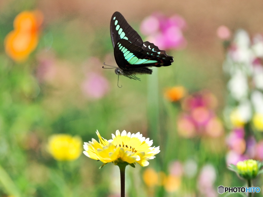 春のお花畑に舞う
