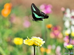 春のお花畑に舞う