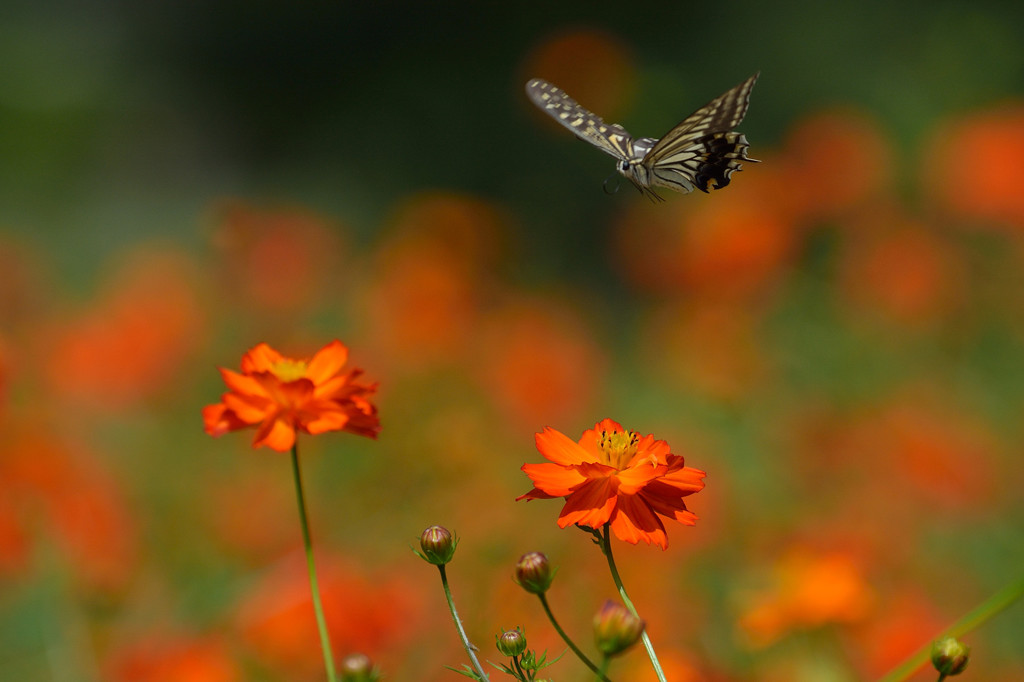 キバナコスモスに舞う